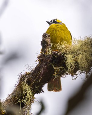 Horton Plains Ulusal Parkı 'ndaki güzel bir liken dalında sarı kulaklı bir bülten..