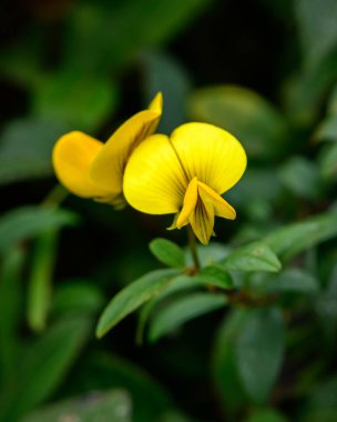 Horton Plains Ulusal Parkı, Sri Lanka 'da canlı sarı çiçek