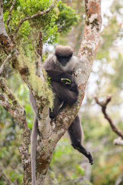 Mor yüzlü langur maymunu ağaçta oturmuş Horton Plains Ulusal Parkı, Sri Lanka 'daki kameraya bakıyor.