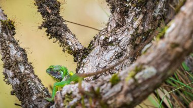 Siyah dudaklı yeşil kertenkele Horton Plains Sri Lanka 'da görüldü.