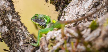 Siyah dudaklı yeşil kertenkele Horton Plains Sri Lanka 'da görüldü.
