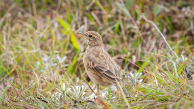 Paddy Field Pipit (Anthus rufulus) kuşu Horton Plains Ulusal Parkı 'nda çimlerin üzerinde duruyor, Sri Lanka
