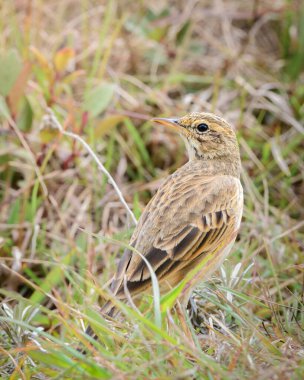Paddy Field Pipit (Anthus rufulus) kuşu Horton Plains Ulusal Parkı 'nda çimlerin üzerinde duruyor, Sri Lanka