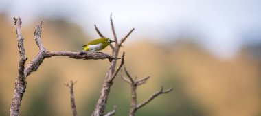 Horton Plains Ulusal Parkı 'ndaki yapraksız bir dalda Sri Lanka beyaz gözlü levrek. Güzel yumuşak arkaplan.