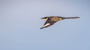 Mannar, Sri Lanka 'da açık gökyüzüne karşı uçan Pied Cuckoo kuşu (Clamator jacobinus)