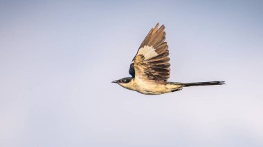 Mannar, Sri Lanka 'da açık gökyüzüne karşı uçan Pied Cuckoo kuşu (Clamator jacobinus)