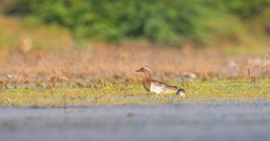 Yalnız Garganey Mannar, Sri Lanka 'daki göl sularında sakince yüzüyor..