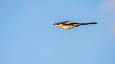 Mannar, Sri Lanka 'da açık gökyüzüne karşı uçan Pied Cuckoo kuşu (Clamator jacobinus)