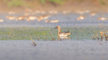 Yalnız Garganey Mannar, Sri Lanka 'daki göl sularında sakince yüzüyor..