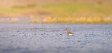 Mannar, Sri Lanka 'daki sığ su gölünde ıssız bir kum kuşu.