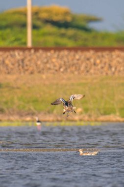 Garganey (Spatula querquedula) ördek göl suyuna iniyor, arkadan çekiliyor
