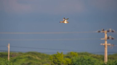 Yalnız Garganey (Spatula querquedula) elektrik kablolarına karşı ağaçların üzerinden uçuyor ve Mannar, Sri Lanka 'da açık mavi bir gökyüzü.