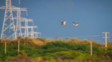Uçuşun ortasında Garganey ördekleri yüksek voltaj iletim kuleleri ve Sri Lanka 'nın Mannar şehrinde açık mavi bir gökyüzüne karşı. Doğa ve insan yapımı yapılar.