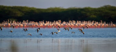 Göl suyuna yakın uçan kuş sürüsü, arka planda flamingo.