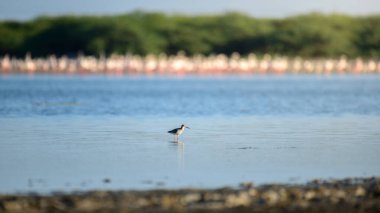 Mannar, Sri Lanka 'da sığ su lagünlerinde avlanan yaygın Redshank (Tringa totanus).