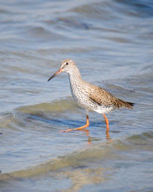Yaygın Redshank (Tringa totanus), Mannar, Sri Lanka 'da yiyecek aramak için çamurlu sığ sularda yüzer.