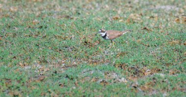Küçük Halkalı Plover (Charadrius dubius) Mannar, Sri Lanka 'daki çim bankalarında yiyecek arayan kuş..