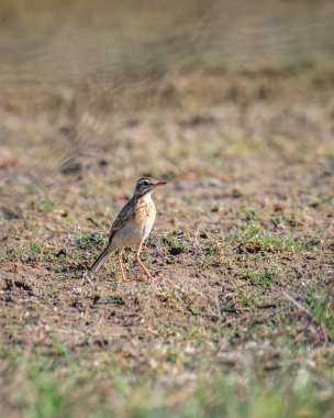 Yerdeki Paddyfield pipit (Anthus rufulus) kuşu. Fotoğraf: Mannar, Sri Lanka.