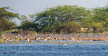 Yalnız Garganey Mannar, Sri Lanka 'daki göl sularında sakince yüzüyor..