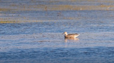 Yalnız Garganey Mannar, Sri Lanka 'daki göl sularında sakince yüzüyor..