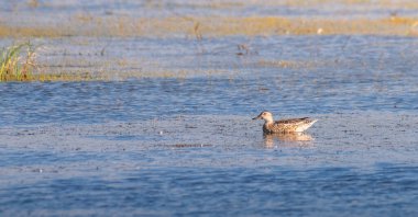 Yalnız Garganey Mannar, Sri Lanka 'daki göl sularında sakince yüzüyor..