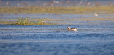 Yalnız Garganey Mannar, Sri Lanka 'daki göl sularında sakince yüzüyor..