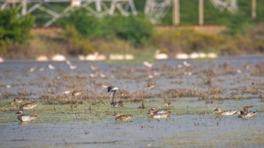 Mannar, Sri Lanka 'daki gölde yüzen Garganey ördek sürüsü (Spatula querquedula).