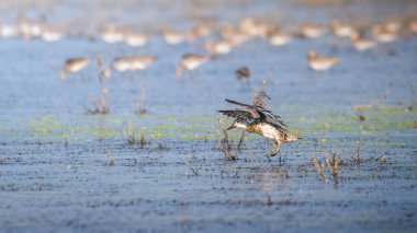 Garganey (Spatula querquedula) uzak arkaplanda bulanık bir kuş sürüsü, göl suyuna iniyor..