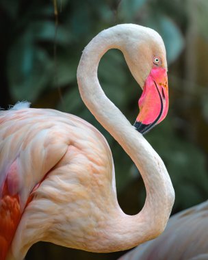 Dehiwala Hayvanat Bahçesi 'nde uzun kıvrımlı boynu ve canlı pembe gagası olan zarif Flamingo, Sri Lanka.