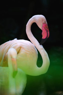 Dehiwala Hayvanat Bahçesi 'nde uzun kıvrımlı boynu ve canlı pembe gagası olan zarif Flamingo, Sri Lanka.