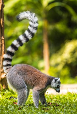 Halka kuyruklu Lemur 'un zemin tarafında yiyecek arayışı vardı..