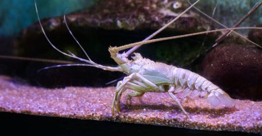 Akvaryum tankında dev beyaz albino ıstakoz.