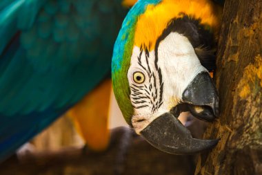 Hayvanat bahçesinde mavi-sarı makav (Ara ararauna) kuş tırmalama ağacı gövdesi