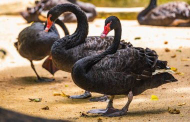Kırmızı gagalı üç siyah kuğu zarif bir şekilde kumlu zeminde duruyor. (Cygnus atratus)