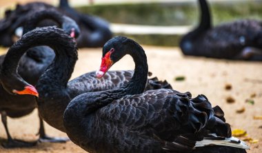Siyah kuğu (Cygnus atratus) yakından, kumlu zeminde birçok siyah kuğu.