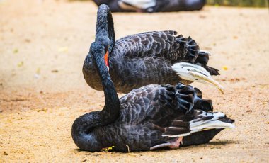 Kırmızı gagalı bir çift siyah kuğu tüylerini kabartıyor ve kumlu zeminde dinleniyor. (Cygnus atratus)