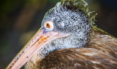 Benekli bir pelikan portresi, canlı turuncu gözlü gri pelikan kafası doğal yumuşak bir arka plana yakın..