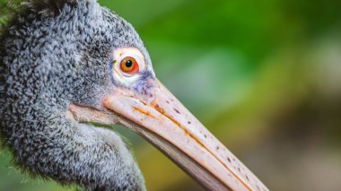 Benekli bir pelikan portresi, canlı turuncu gözlü gri pelikan kafası doğal yumuşak bir arka plana yakın..