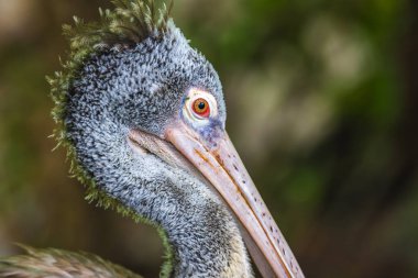 Benekli bir pelikan portresi, canlı turuncu gözlü gri pelikan kafası doğal yumuşak bir arka plana yakın..