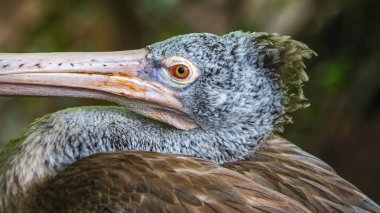 Benekli bir pelikan portresi, canlı turuncu gözlü gri pelikan kafası doğal yumuşak bir arka plana yakın..