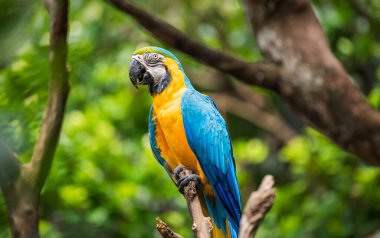 Güzel Mavi-Sarı Macaw yemyeşil tropikal ormanlara tünemiş.