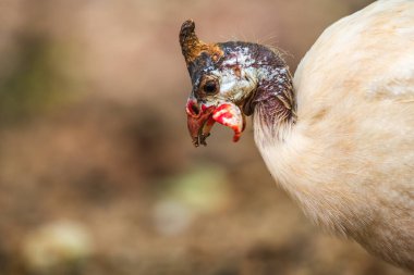 Gine Fowl 'un benzersiz kafa ve yüz hatları detaylı yakın çekim çekimleri.
