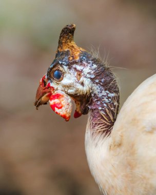Gine Fowl 'un benzersiz kafa ve yüz hatları detaylı yakın çekim çekimleri.