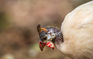 Gine Fowl 'un benzersiz kafa ve yüz hatları detaylı yakın çekim çekimleri.