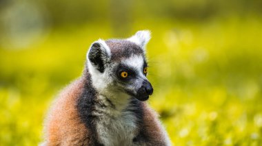 Halka kuyruklu Lemur yakın plan portresi. çarpıcı sarı gözler, koyu yüz hatları, ve yumuşak kürk, bulanık, yemyeşil bir arka plan karşı