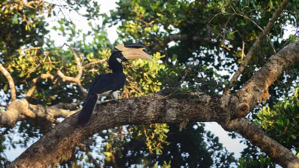 Malabar, Yala Milli Parkı 'na boynuz gagalı levrek koydu..