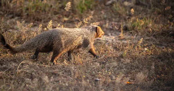 Akşamları Yala Ulusal Parkı 'nda firavun faresi aranıyor..