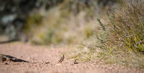 Paddy Field Pipit (Anthus rufulus) kuşu Horton Plains Ulusal Parkı 'ndaki çakıllı yolda duruyor, Sri Lanka