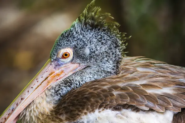 Benekli bir pelikan portresi, canlı turuncu gözlü gri pelikan kafası doğal yumuşak bir arka plana yakın..