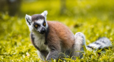 Halka kuyruklu Lemur, yakın plan portrede yiyecek arıyordu. çarpıcı sarı gözler, koyu yüz hatları, ve yumuşak kürk, bulanık, yemyeşil bir zemin üzerinde duran